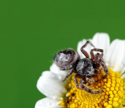 A macro shot of a jumping spider on a flower. This tiny little guys was less than a quarter inch long. Known for their eye patterns and jumping capabilities, jumping spiders have been known to jump 80 times their body length in distance.