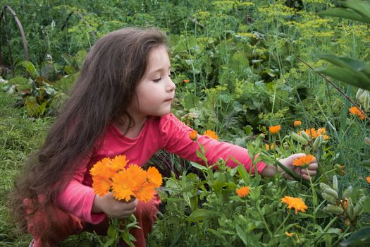 The little girl collects flowers