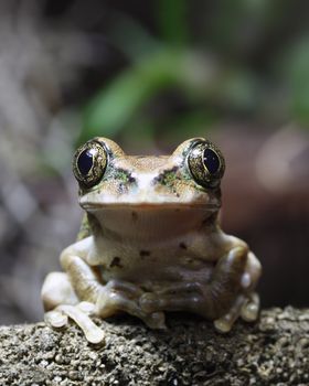 A macro shot of a Peacock Frog (Leptopelis vermiculatus) sitting on a vine in the jungle. The frog is sitting in perfect form with hands folder over waiting for a nearby meal. Tack sharp details in the frogs eyes. Also known as the Big-eyed Tree Frog, this frog inhabits the tropical rainforests in the African country of Tanzania.