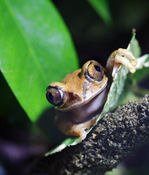 A macro shot of a Peacock Frog (Leptopelis vermiculatus) sitting on a vine in the jungle. Also known as the Big-eyed Tree Frog, this frog inhabits the tropical rainforests in the African country of Tanzania.