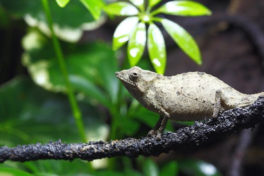 A macro shot of a pygmy leaf chameleon (Rhampholeon Brevicaudatus) in its tropical environment. This little guy lives among the rainforest's of coastal Tanzania, East Africa. This chameleon is only 1.5 inches long and will only get to a maximum of 3 inches when full grown.