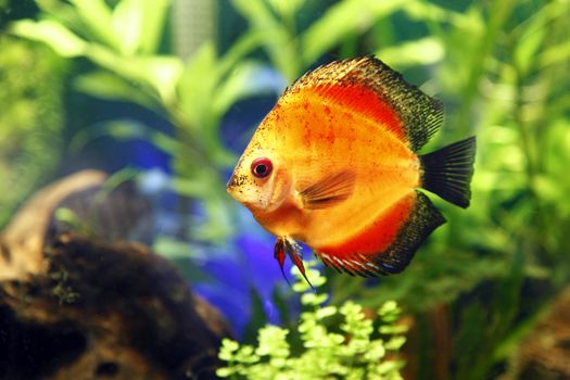 A close up shot of a Fire Red Discus Fish (Symphysodon aequifasciatus), focus on the face and eye of the fish.