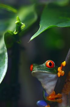 A macro shot of a colorful Red-Eyed Tree Frog (Agalychnis callidryas) in its tropical setting with room for copyspace. 
