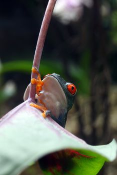 A Red-Eyed Tree Frog (Agalychnis callidryas) climbing a plant in its tropical setting. 