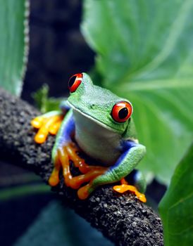 A Red-Eyed Tree Frog (Agalychnis callidryas) sitting along a vine in its tropical setting. 