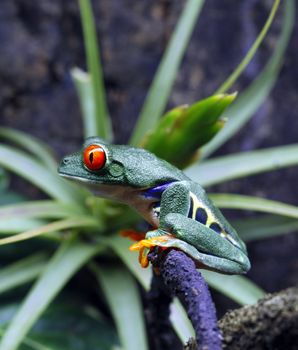 A Red-Eyed Tree Frog (Agalychnis callidryas) sitting along a vine in its tropical setting. 