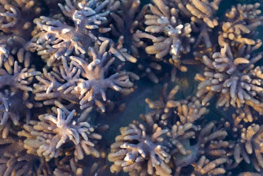 finger like growths on a leathery corals of the genus Sarcophyton