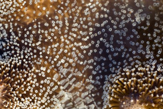 coral polyps waving in water currents, leather or soft coral