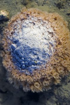 a boulder coral with polyps extended, pictured at low tide