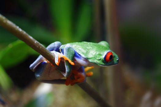 A beautifull and colorful Red-Eyed Tree Frog (Agalychnis callidryas) sitting along the stem of a plant in its tropical setting. 