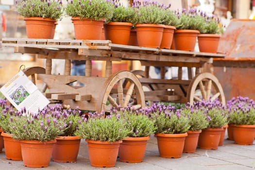 Wooden cart with plants in pots of lavender