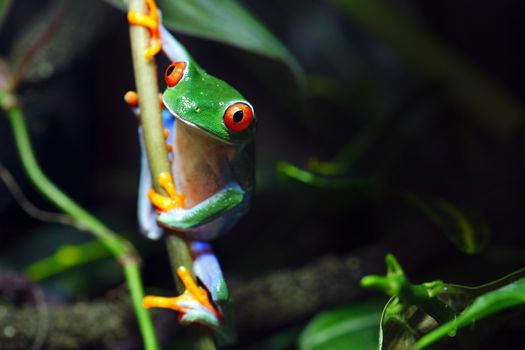 A macro shot of a colorful Red-Eyed Tree Frog (Agalychnis callidryas) climbing a vine in its tropical setting.