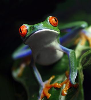 A colorful Red-Eyed Tree Frog (Agalychnis callidryas) in its tropical setting. 