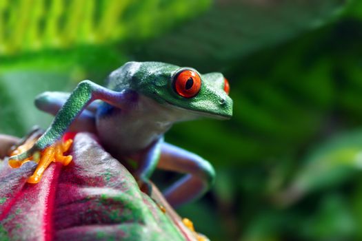 A colorful Red-Eyed Tree Frog (Agalychnis callidryas) in its tropical setting. 
