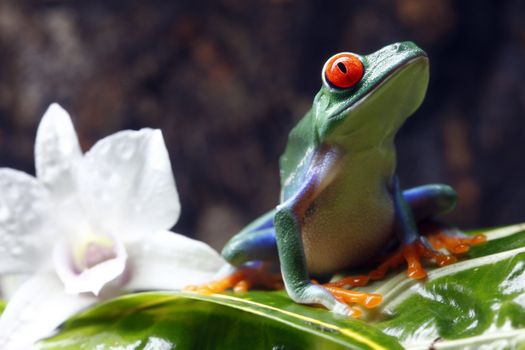 A Red-Eyed Tree Frog (Agalychnis callidryas) sitting on a leaf next to a orchid.