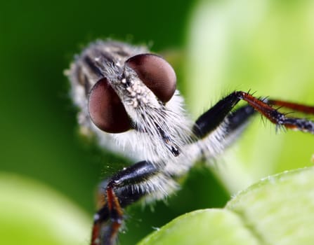 An extreme macro shot of a robber fly (Triorla interrupta) Robber fly's are very aggressive hunters and will hunt other flies, beetles, butterflies, moths, bees, dragon flies, wasps, grasshoppers, and some spiders.