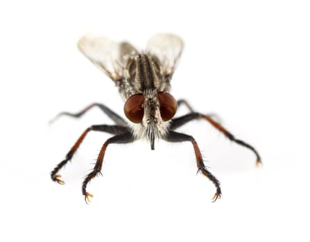 A macro shot of a robber fly (Triorla interrupta) on a solid white background.  Robber fly's are very aggressive hunters and will hunt other flies, beetles, butterflies, moths, bees, dragon flies, wasps, grasshoppers, and some spiders.