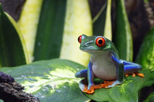 A Red-Eyed Tree Frog (Agalychnis callidryas) sitting on a leaf in its tropical environment. 