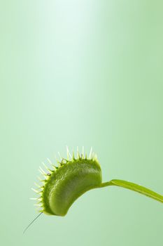 A macro shot of a Venus Flytrap (Dionaea Muscipula) with its jaws closed after capturing a small cricket. The legs and antenna of the cricket are seen sticking out.