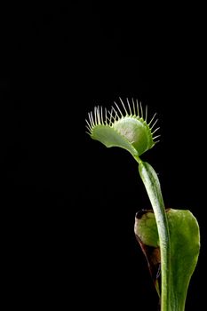 A macro shot of a Venus Flytrap (Dionaea Muscipula) with its jaws open ready to capture some food. Shot against a solid black background.