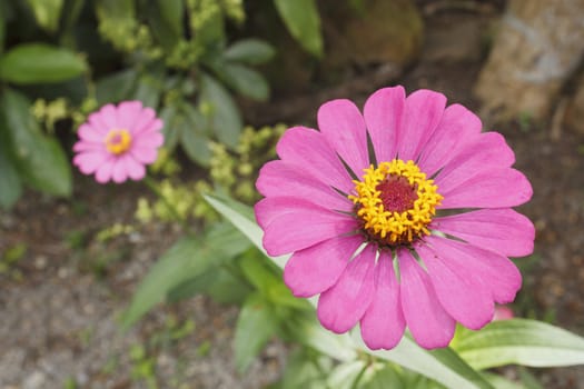 Pink zinnia elegans flower (Zinnia elegans Jacq.) in garden 