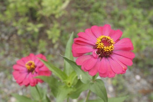 Pink zinnia elegans flower (Zinnia elegans Jacq.) in garden 