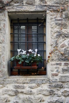 Closeup of white flowers on old window with a grate