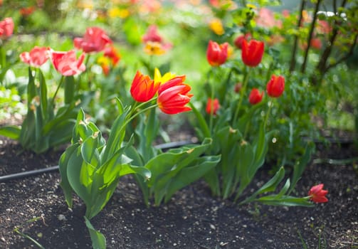 Photo of tulips in the garden