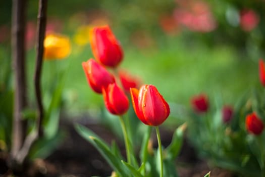 Photo of tulips in the garden