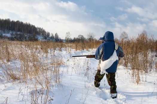 Winter hunting for hares on the first snow