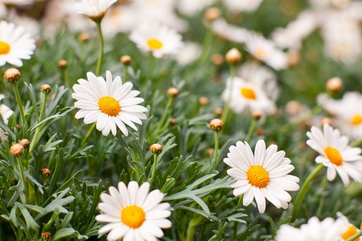 Photo of a lot of Daisies in the garden