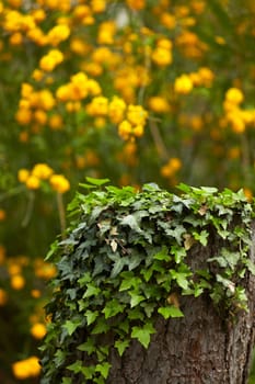 Ivy on trunk and yellow flowers in the background