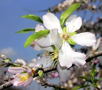 flowering almond tree in early spring in Israel