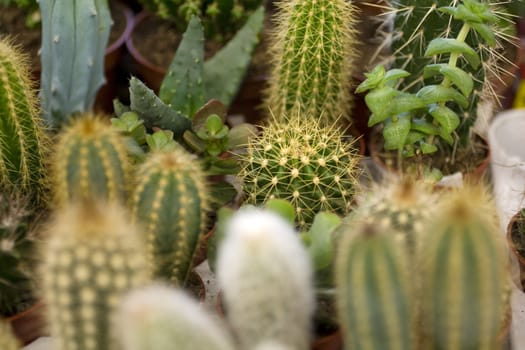 Photo of cactus plants on street market