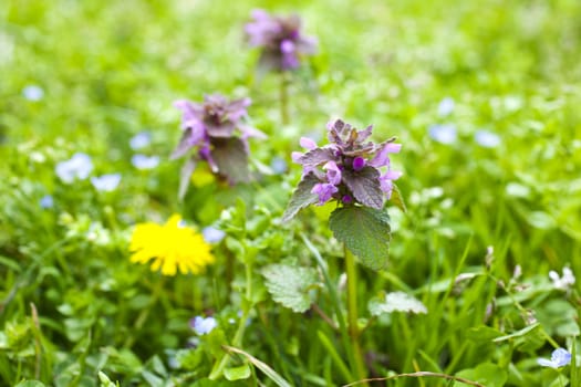 Photo of Flowers on the grass