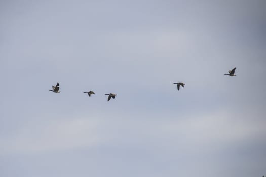 canada geese (branta canadensis) that fly in formation high in the air above the tista river in halden, the picture was shot one day in march 2013.