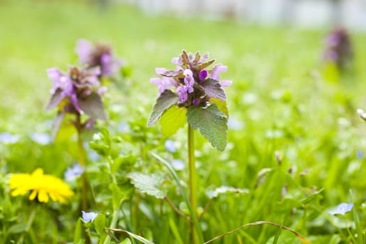 Photo of Flowers on the grass