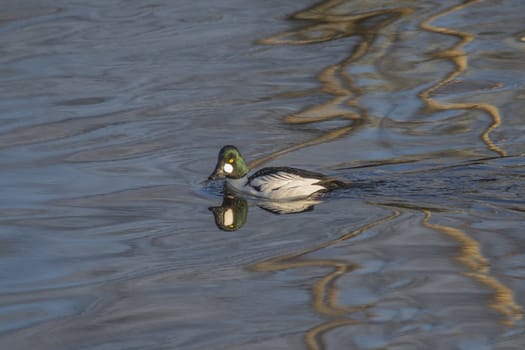 the common goldeneye (bucephala clangula) is a medium-sized sea duck of the genus bucephala, the goldeneyes, the image is shot at tista river in halden city one day in march 2013