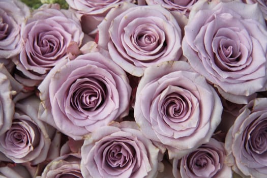 Group of big soft  lilac roses in sunlight, close up