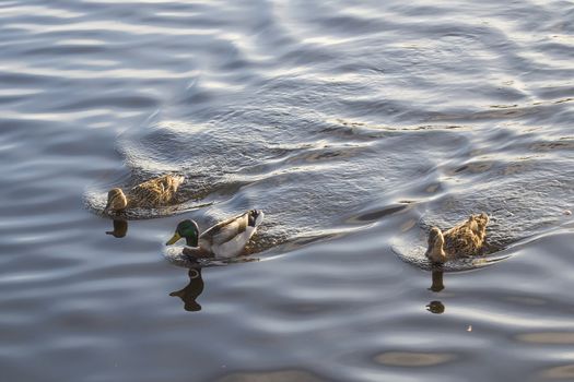 in the tista river in halden there is a rich bird life, most of all, it mallards (anas platyrhynchos) (picture) but there are also some common goldeneye (bucephala clangula) and a number of different seabirds, the image is shot one march day in 2013.