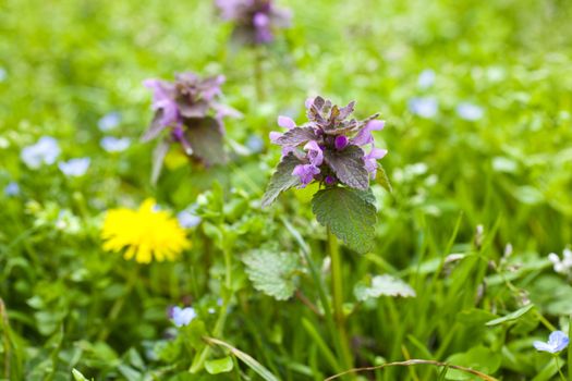 Photo of Flowers on the grass