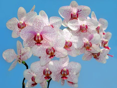 branch of purple and white orchid against the blue sky