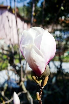 Close up of White magnolia