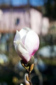 Close up of White magnolia