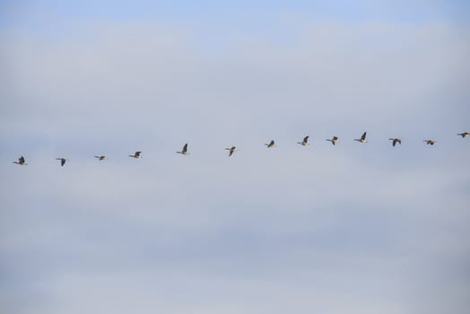 canada geese (branta canadensis) that fly in formation high in the air above the tista river in halden, the picture was shot one day in march 2013.
