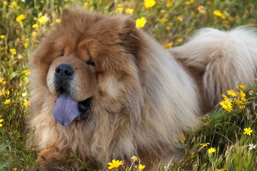 chow chow dog on a glade of yellow flowers,purple tongue shows