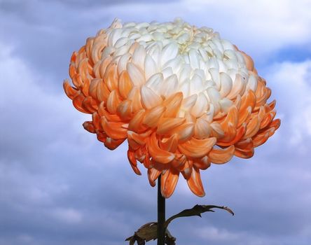 fresh-cut pink and white chrysanthemum on blue sky background