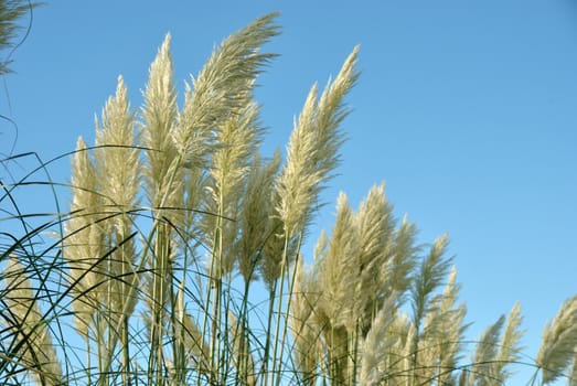 feather grass waving swiftly under the blue sky