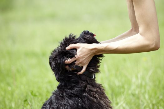 hUman hands holding the muzzle of black miniature schnauzer. Natural light and colors