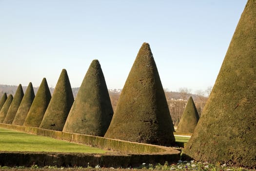 shrubs trimmed into a cone, a French garden (France)